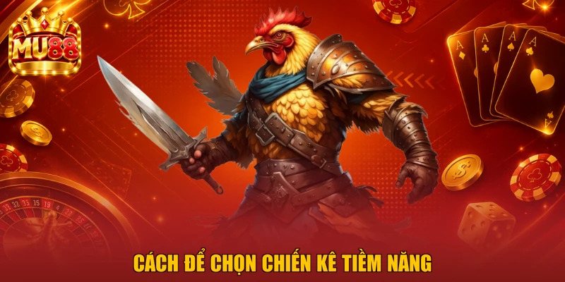 Cách để chọn chiến kê tiềm năng