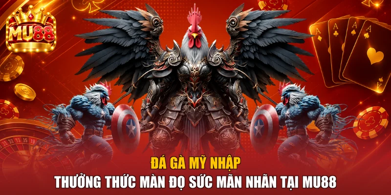 Đá Gà Mỹ Nhập - Thưởng Thức Màn Đọ Sức Mãn Nhãn Tại MU88