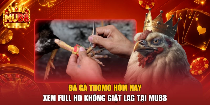 Đá Gà Thomo Hôm Nay - Xem Full HD Không Giật Lag Tại MU88