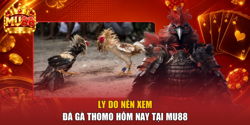 Lý do nên xem đá gà Thomo hôm nay tại MU88
