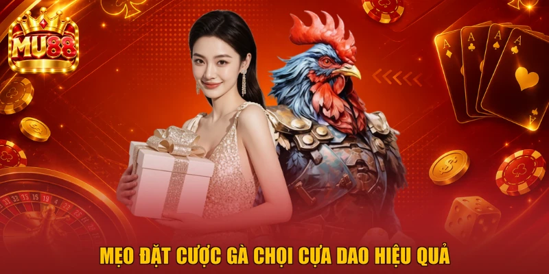 Mẹo đặt cược gà chọi cựa dao hiệu quả
