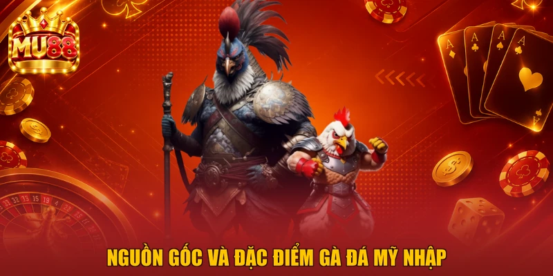 Nguồn gốc và đặc điểm gà đá Mỹ nhập