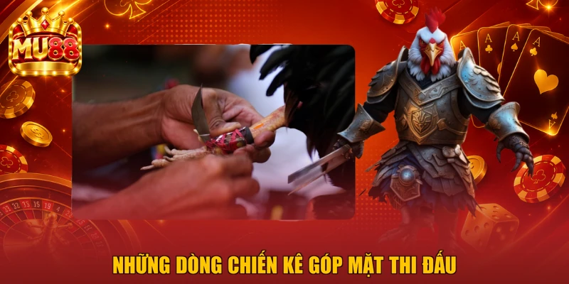 Những dòng chiến kê góp mặt thi đấu