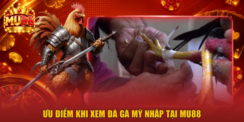 Ưu điểm khi xem đá gà Mỹ nhập tại MU88